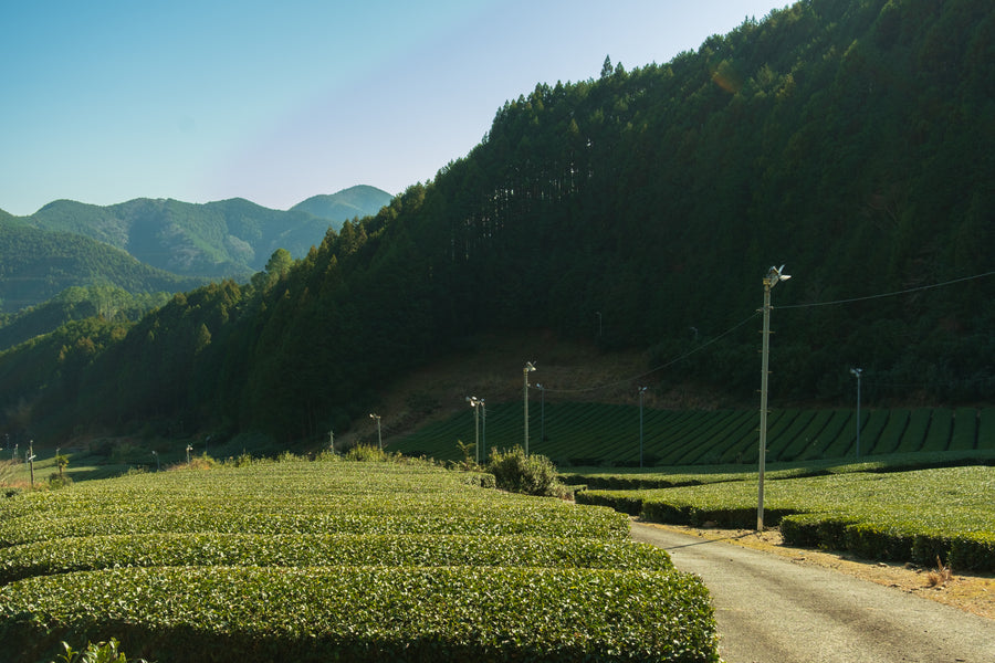 green tea fields in Shizuoka, Japan with mountains in the background