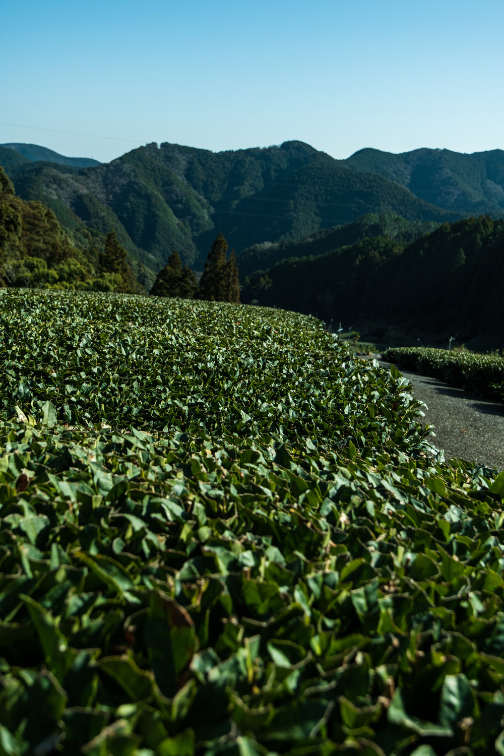 Rows of tea plants with forested mountains behind them
