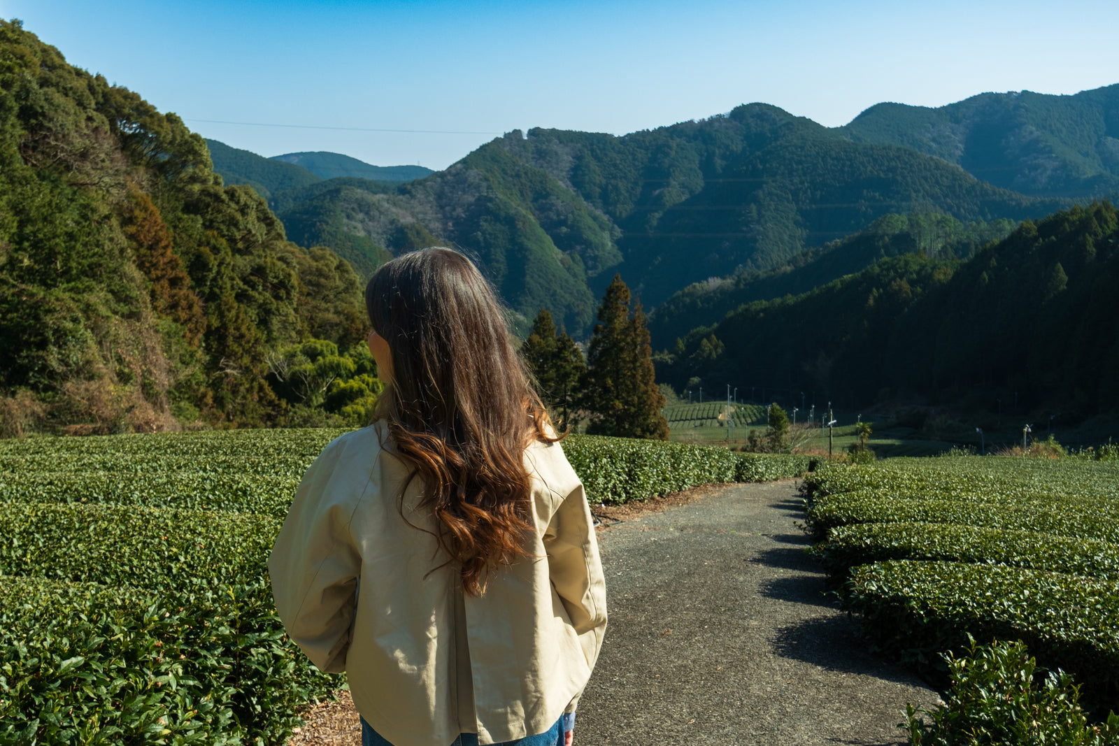 Woman walking through a tea field with mountains in the background
