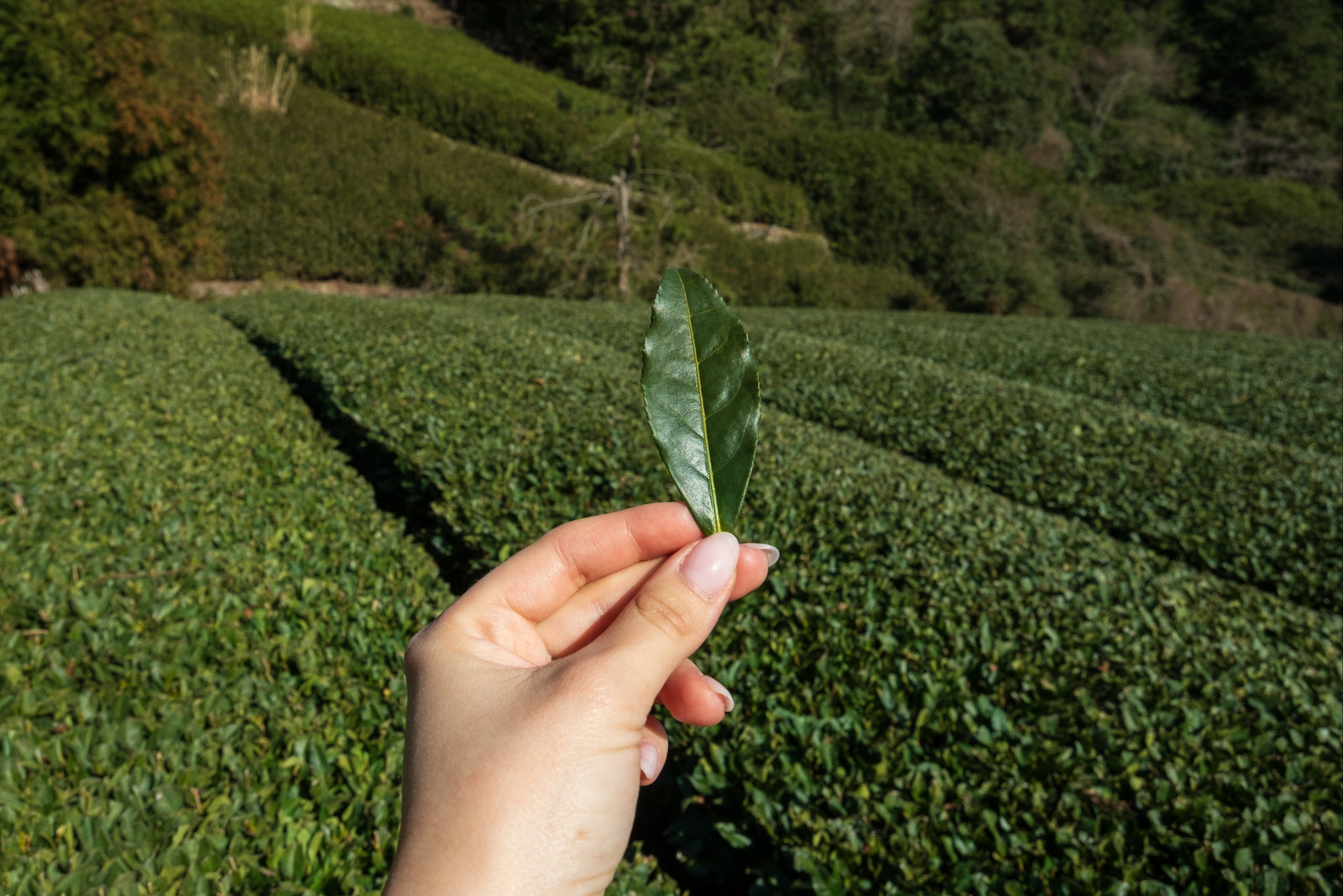 Hand holding a green tea leaf with tea field in the background