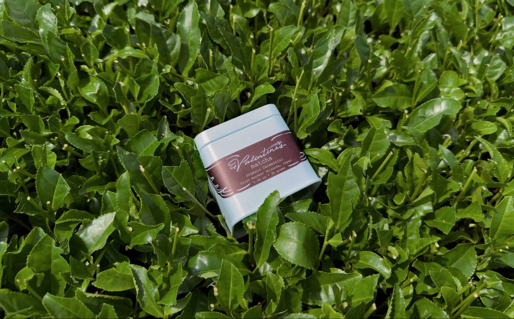 Small tin with a label on a bed of green leaves